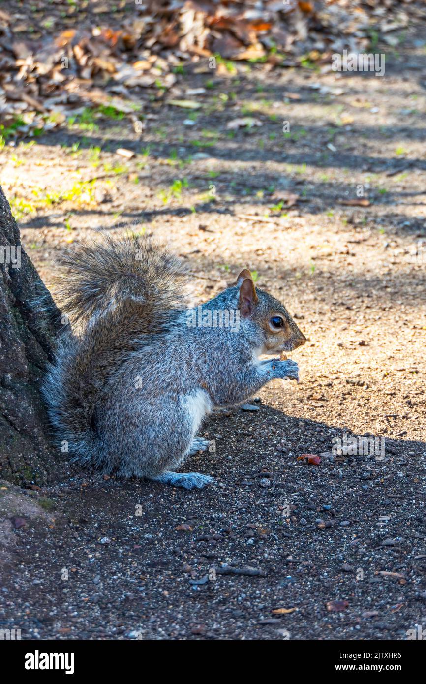 Ein süßes weißes Eichhörnchen aus nächster Nähe, das eine Nuss isst. Selektiver Fokus Stockfoto