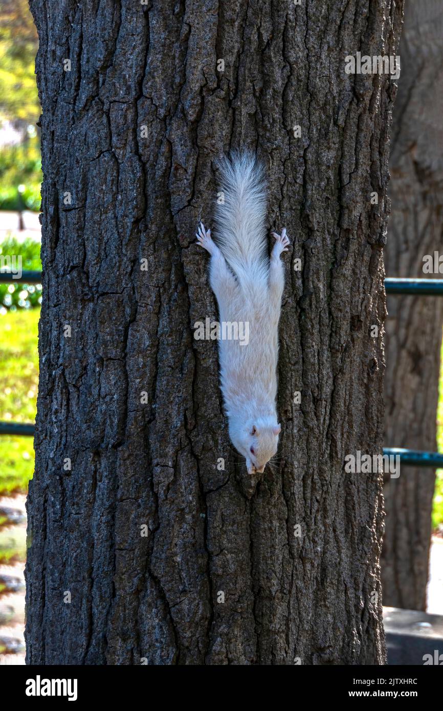 Ein süßes weißes Eichhörnchen aus nächster Nähe, das eine Nuss isst. Selektiver Fokus Stockfoto