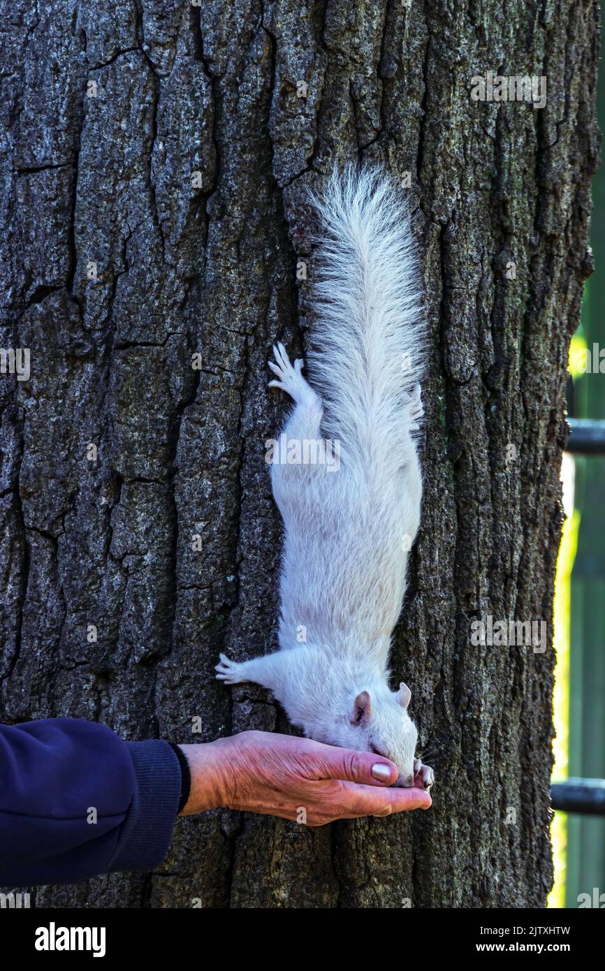 Ein süßes weißes Eichhörnchen aus der Nähe, das eine Nuss aus einer menschlichen Hand isst. Selektiver Fokus Stockfoto