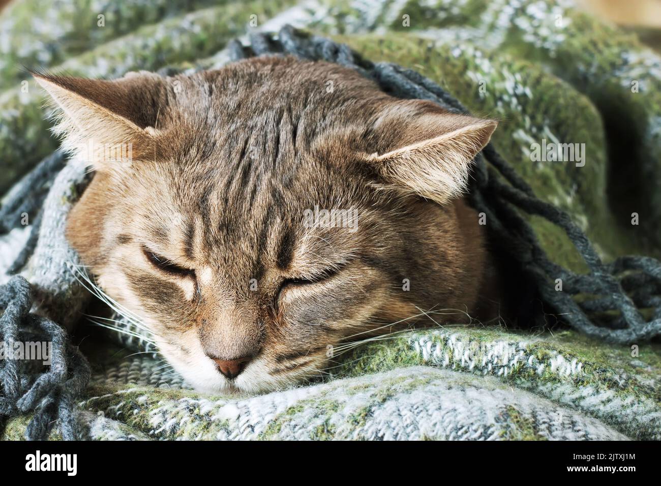 Porträt einer häuslichen, tabby grauen Katze, die unter einer Decke ruht Stockfoto