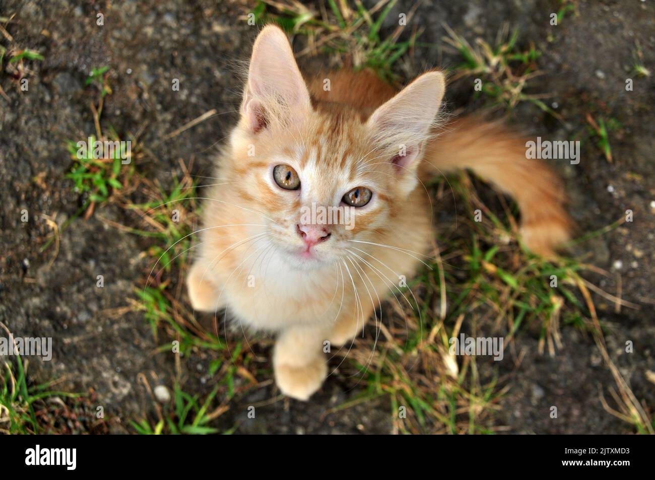 Niedliche gelbe Katze Kitty Kopf Auge Nahaufnahme Stockfoto