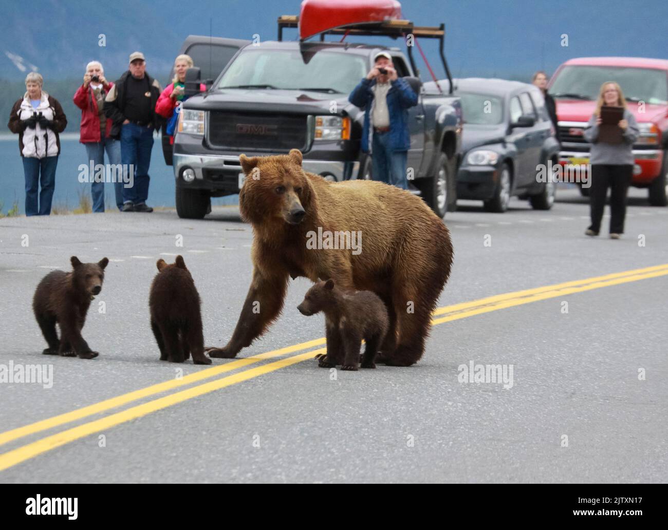 Mutterbär und drei Junge [Braunbär (Ursus arctos)] überqueren eine Straße in der Nähe von Valdez, Alaska Stockfoto