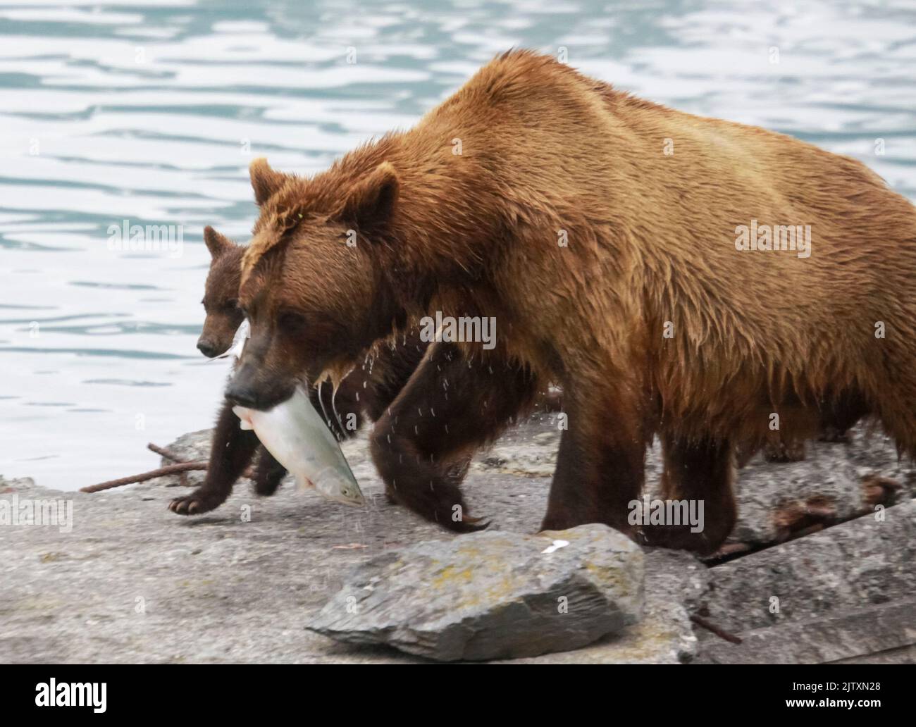 Mutterbär und drei Jungen [Braunbär (Ursus arctos)] fischen in einem See in der Nähe von Valdez, Alaska Stockfoto