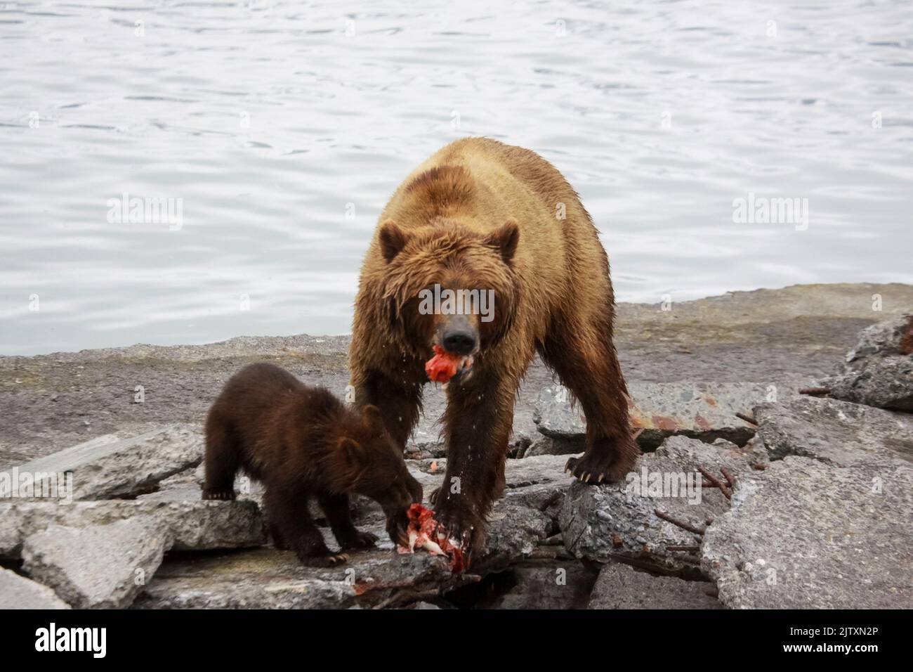 Mutterbär und drei Jungen [Braunbär (Ursus arctos)] fischen in einem See in der Nähe von Valdez, Alaska Stockfoto