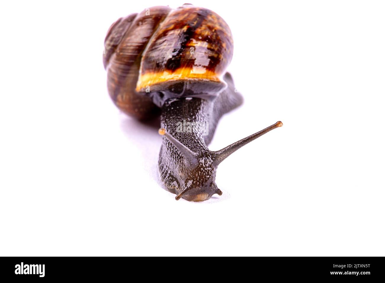 Traubenschnecke, isoliert auf weißem Hintergrund, Makrofotografie Stockfoto