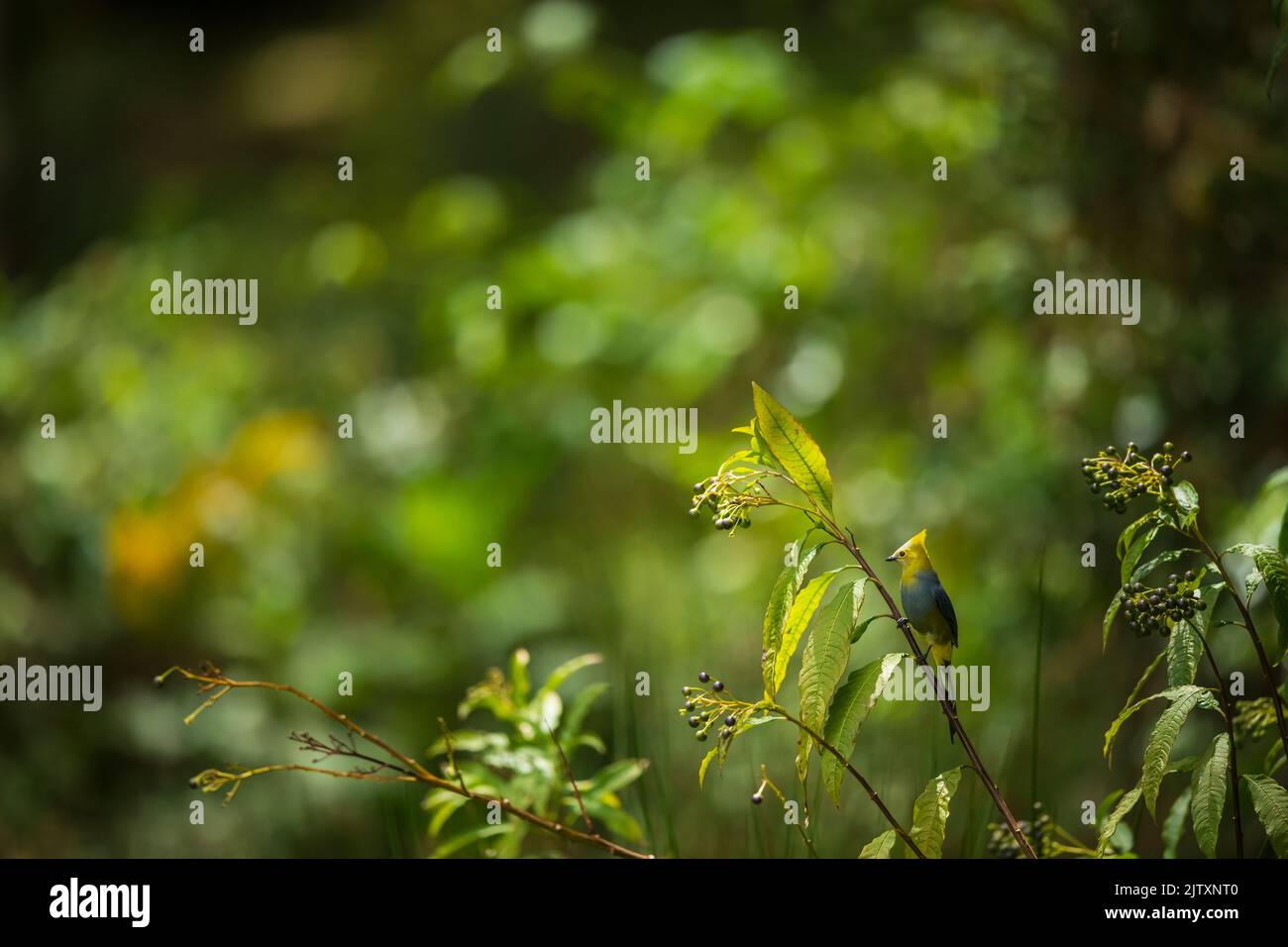 Ein langer schwänzlicher seidiger Fliegenfänger, der in grüner Vegetation in Costa Rica thront Stockfoto