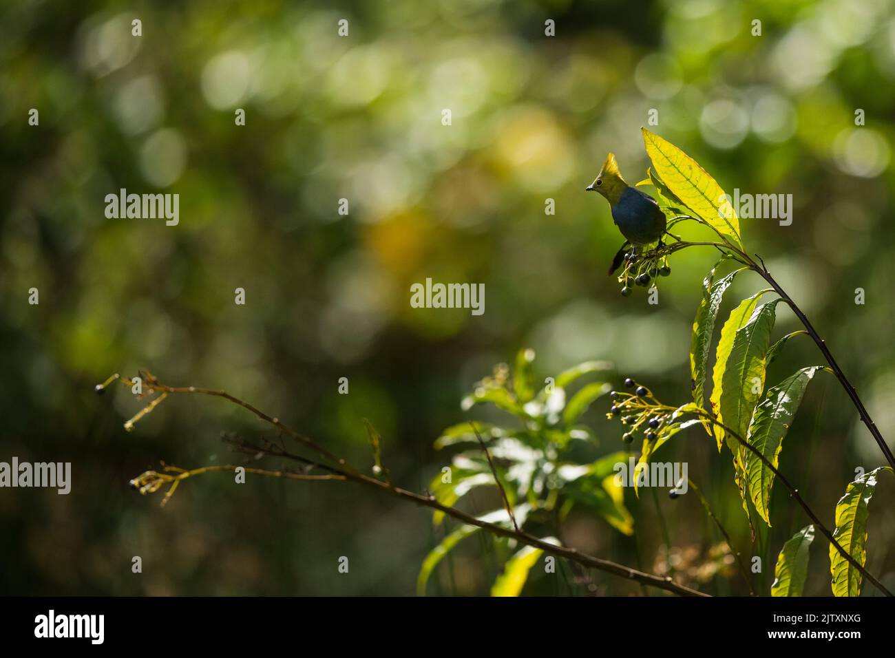 Ein langer schwänzlicher seidiger Fliegenfänger, der in grüner Vegetation in Costa Rica thront Stockfoto