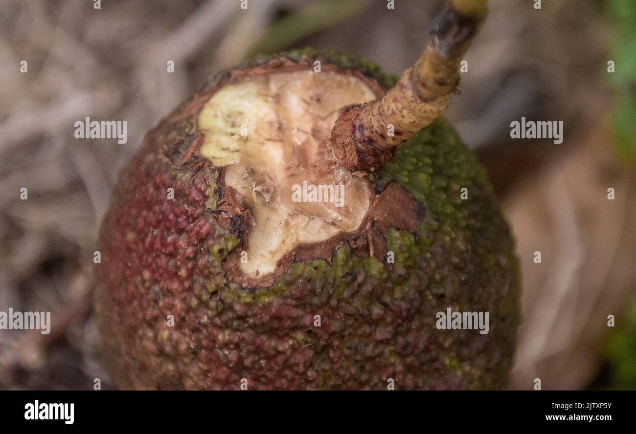 Niedrig hängender, harter, unreifer Hass-Avocado (Persea Americana), der teilweise von Mäusen oder Ratten gegessen wurde. Obstgarten in Queensland, Australien. Stockfoto