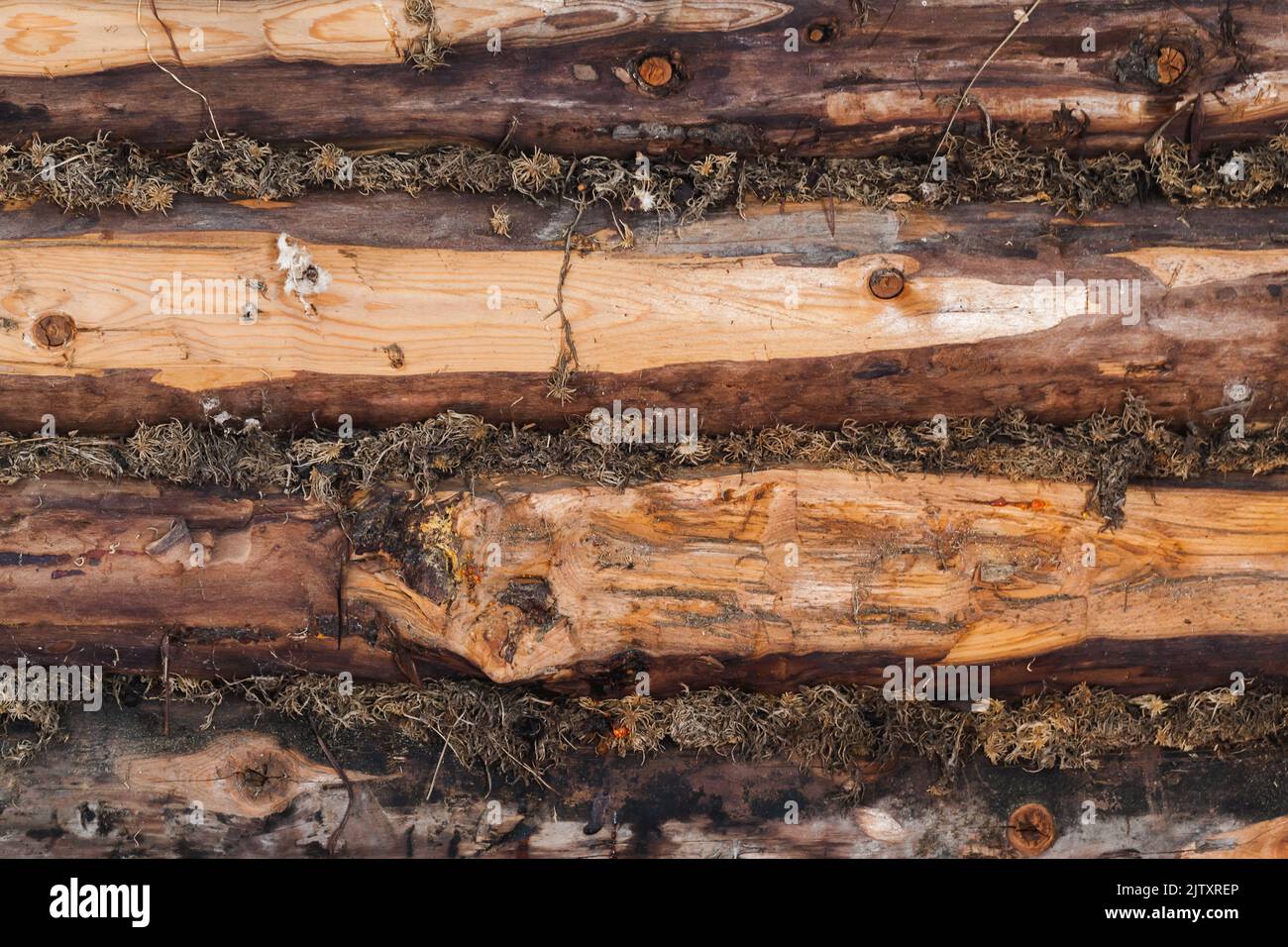 Raue alte, grungige Holzwand mit Moos-Versiegelung, Nahaufnahme im Hintergrund mit Fototextur Stockfoto