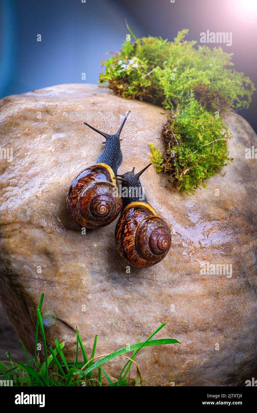 Traubenschnecken krabbeln einen großen glatten Stein aus der Nähe hinauf Stockfoto
