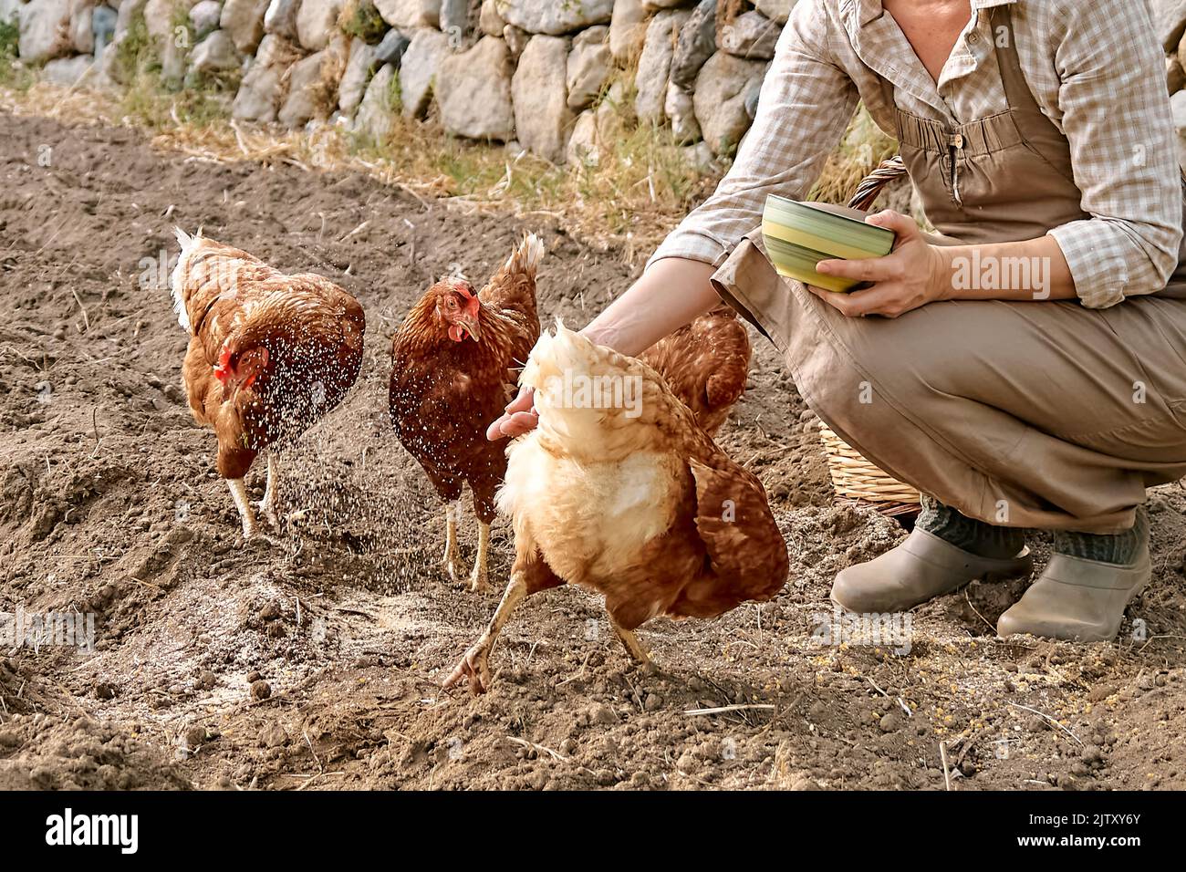 Frau, die auf dem Bauernhof Hühner aus der Hand füttert. Freiweidende Haushenne auf einem traditionellen Bio-Bauernhof mit freilandem Geflügel. Stockfoto