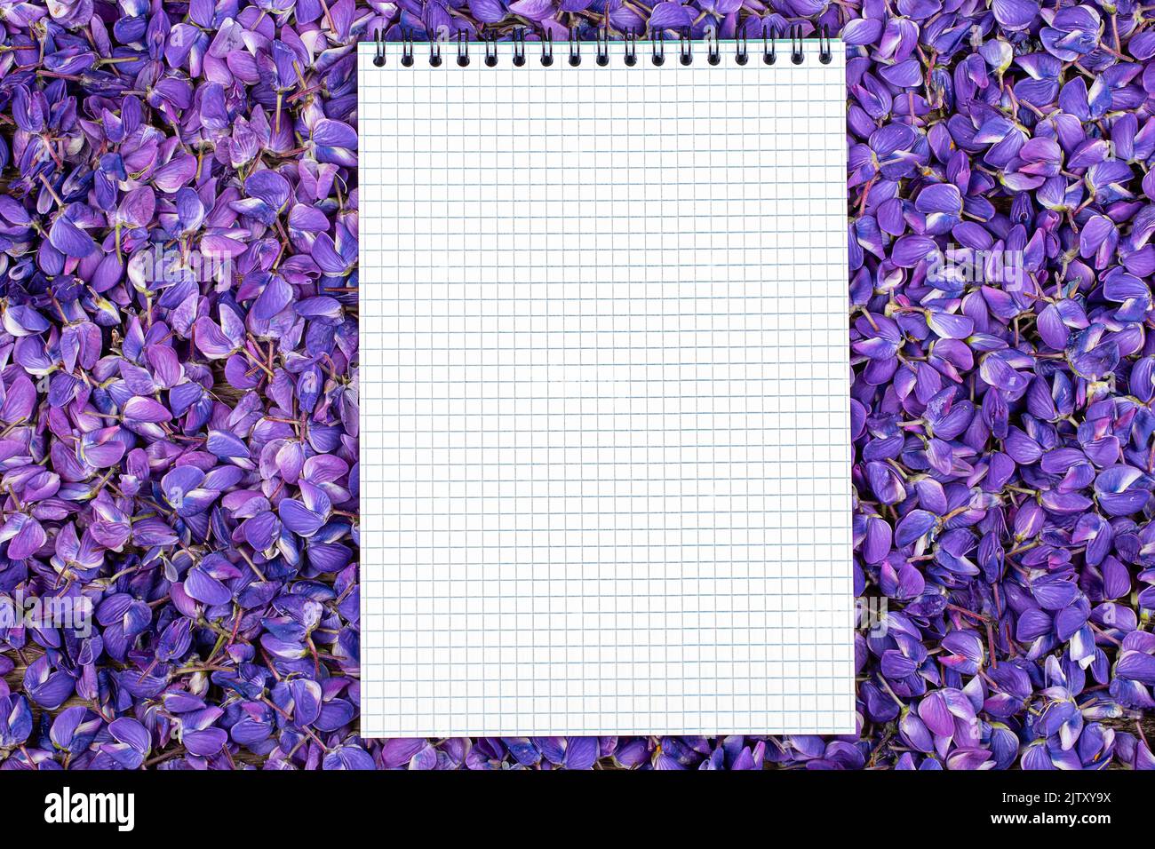 Weißes Blatt Papier in violetten Lupinenfarben, Kopierbereich Stockfoto