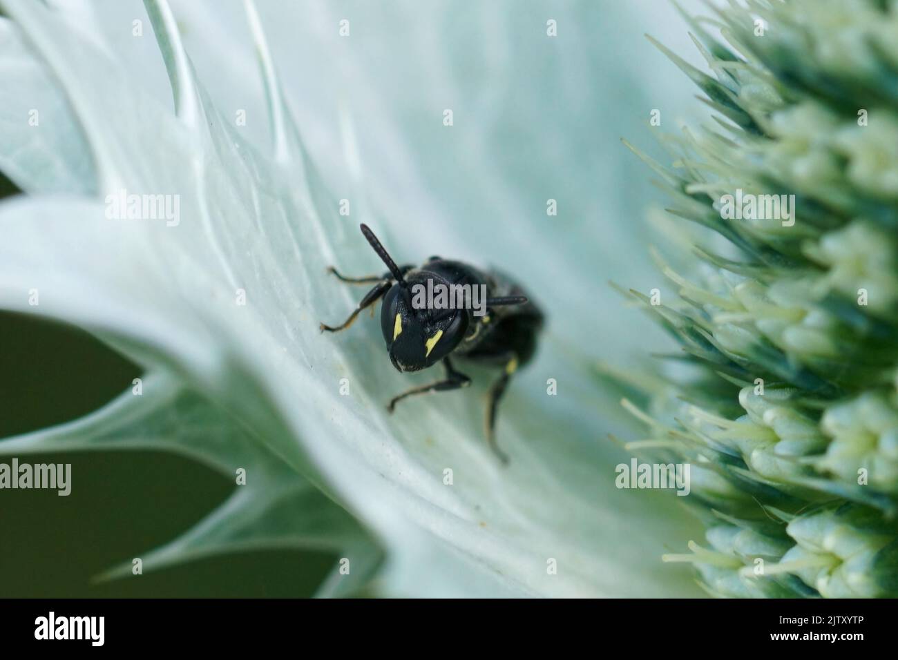 Nahaufnahme auf einer kleinen weiblichen Hummel mit gelbem Gesicht sitzt Hylaeus communis auf einem Distelblatt des Eryngium giganteaum Stockfoto