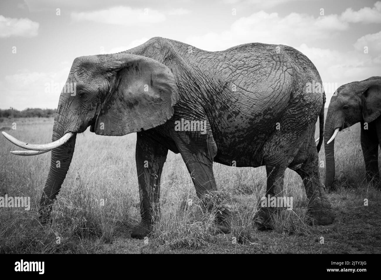 Kenianische Elefanten Stockfoto