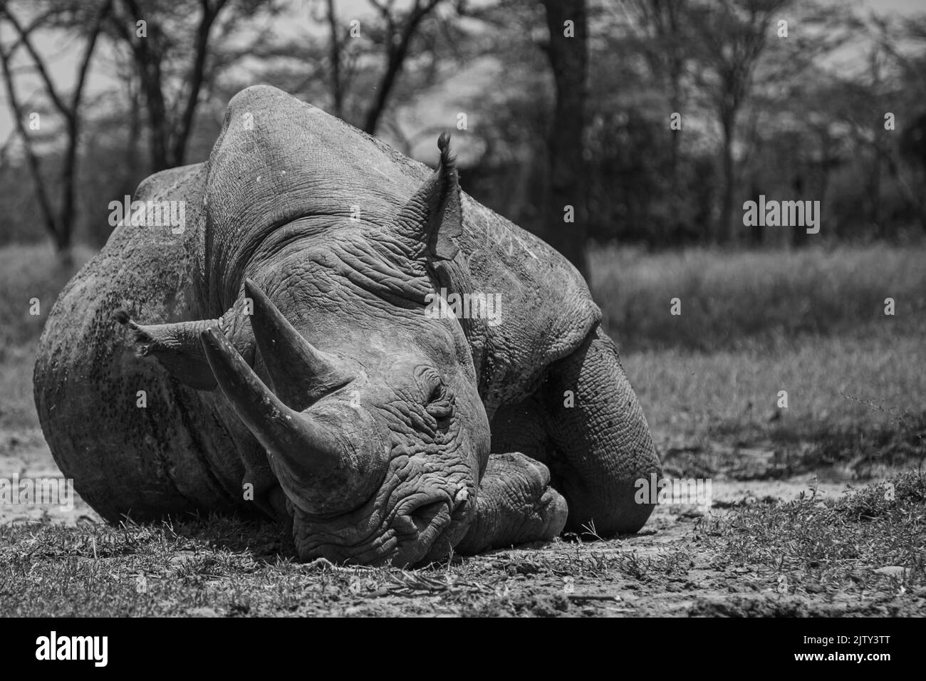 Baraka, der blinde Schwarze Nashorn, schläft im Ol Pejeta National Park Stockfoto