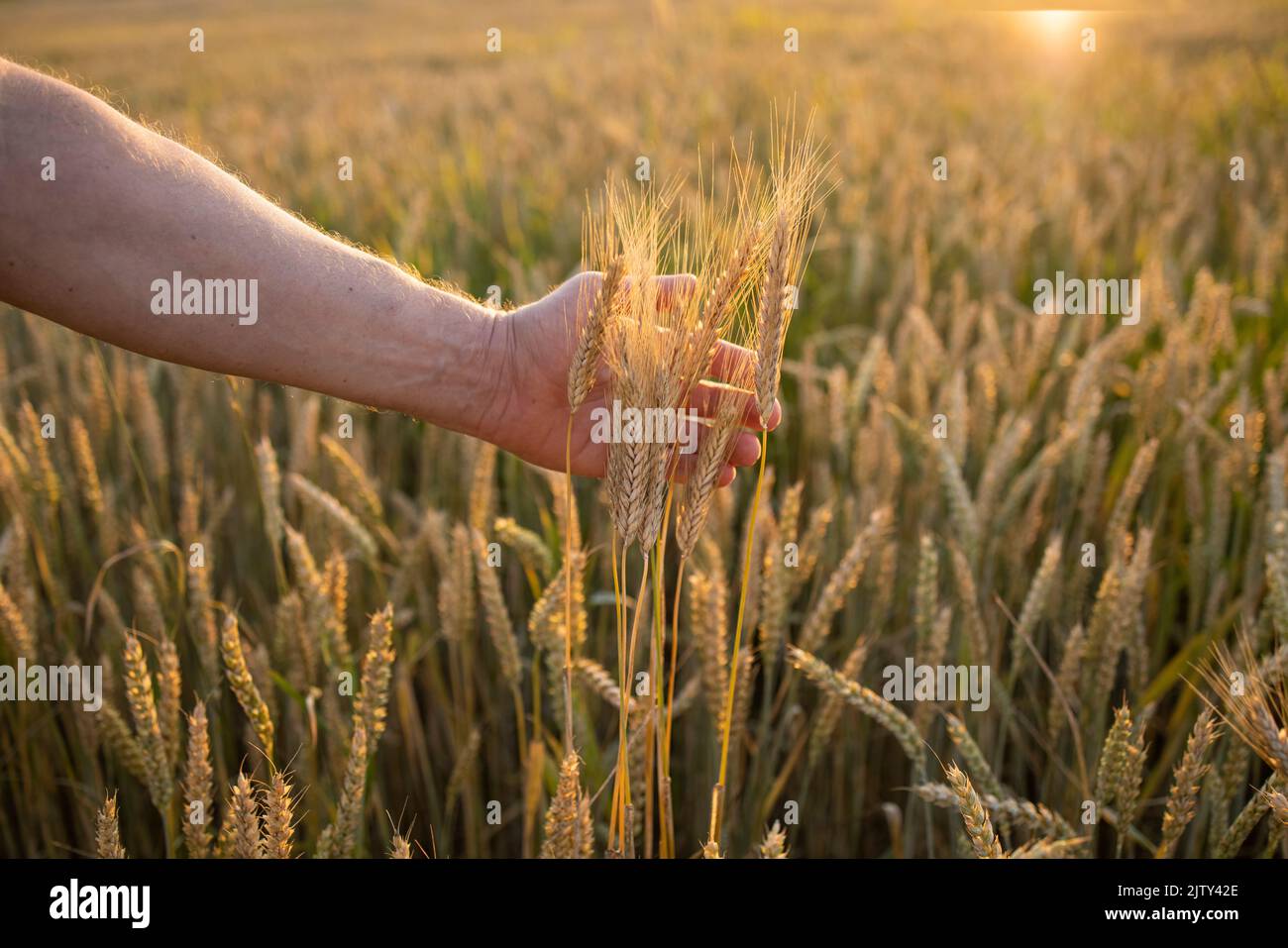Weizen, Roggen in den Händen eines Bauern. Anbau von Kulturpflanzen. Stockfoto
