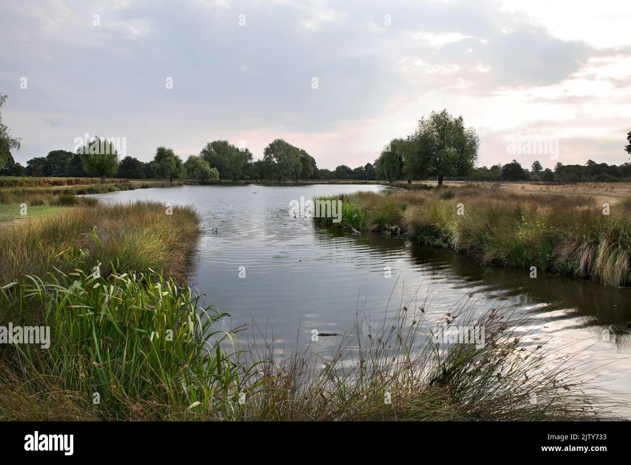 Ende des Sommers am frühen Morgen in Bushy Park Ponds in Surrey Stockfoto