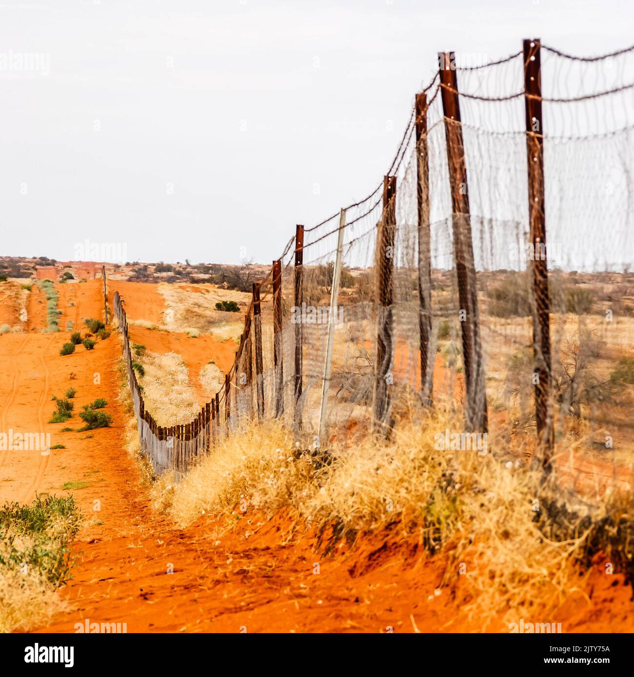 Dingo-Zaun an Camerons Ecke Stockfoto