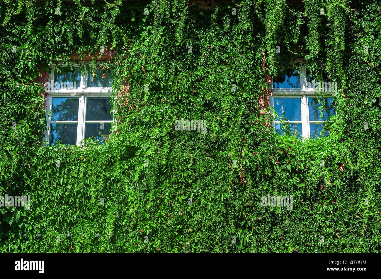 Zwei Fenster an der Wand eines alten Schulhauses in Veltheimsburg, bedeckt mit Efeupflanzen Stockfoto