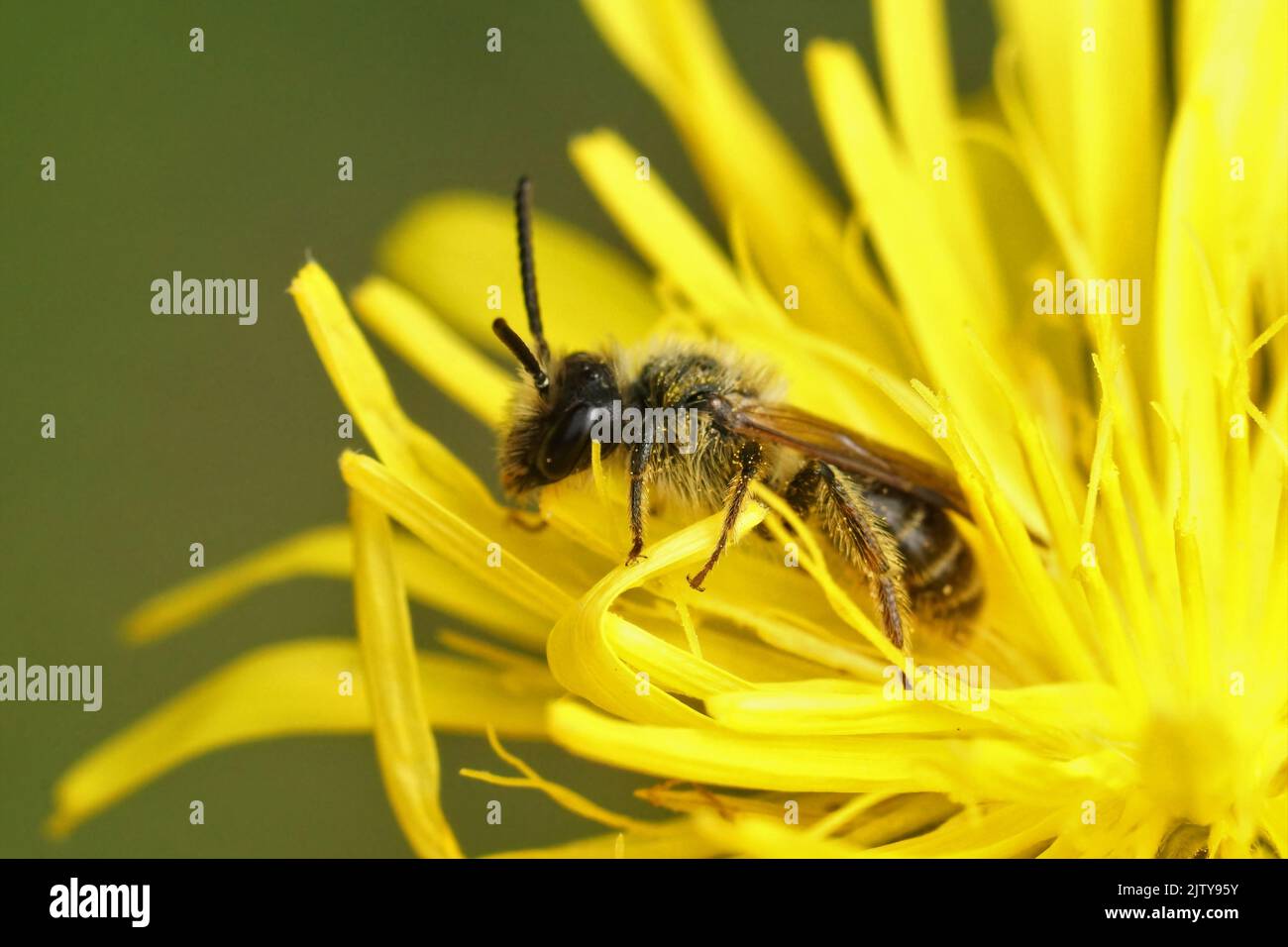 Detailreiche Nahaufnahme einer männlichen Mining Bee, Andrena fulvago , die in einer gelben, rauhen Weißbart-Blüte, Crepis biennis, sitzt Stockfoto