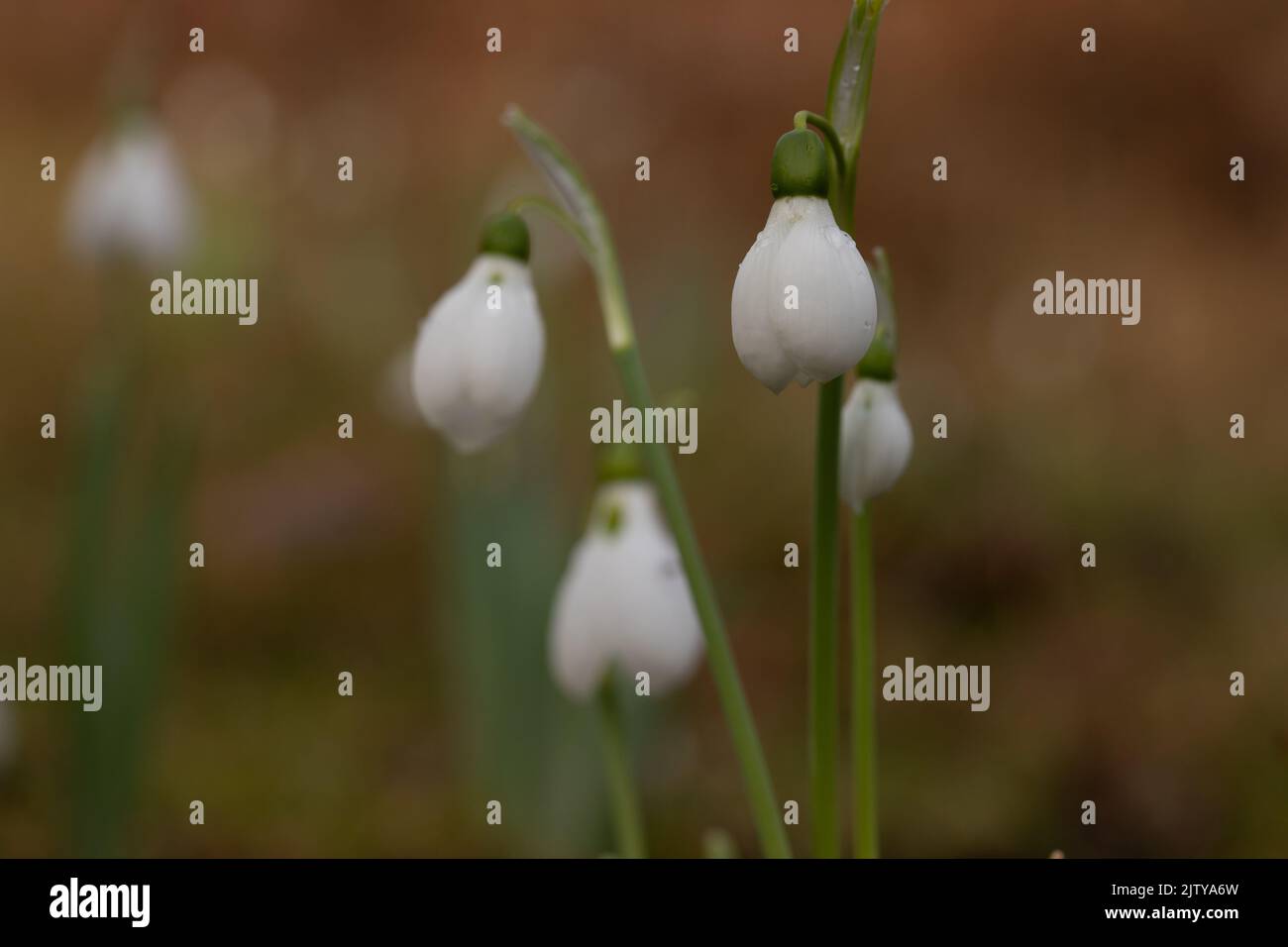 Schneeglöckchen Stockfoto