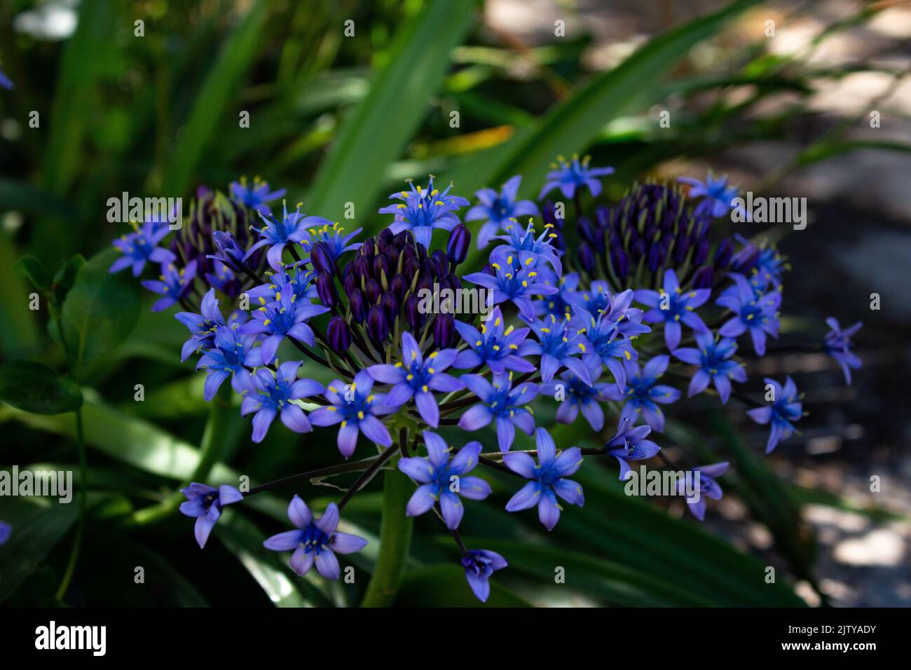 Die blaue Scilla peruviana blüht im Garten Stockfoto