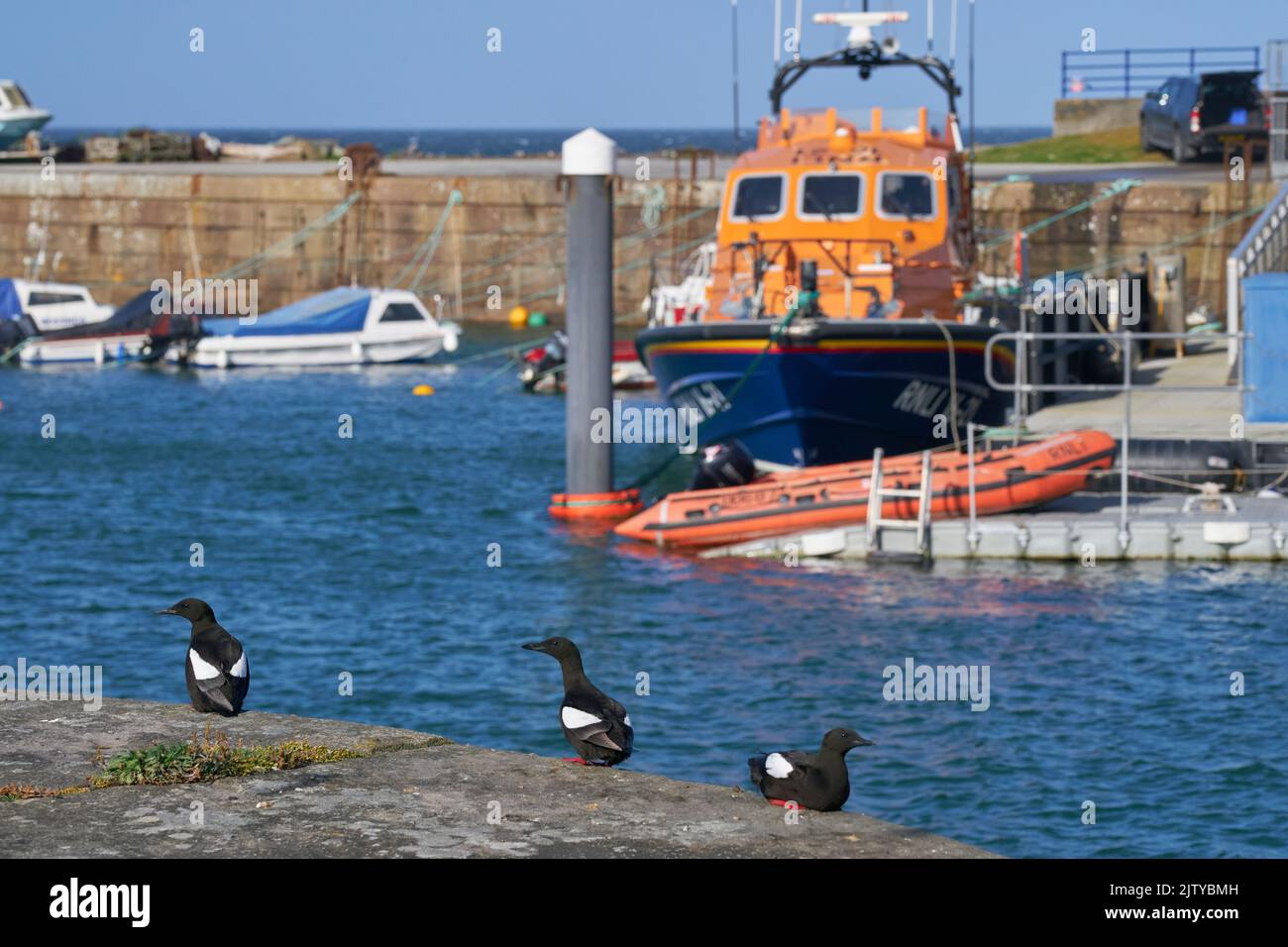 Schwarzer Guillemot (Cepphus-Grütze). Portpatrick, Dumfries und Galloway, Schottland. Juli 2022. An der Hafenmauer mit Rettungsboot im Hintergrund. Stockfoto