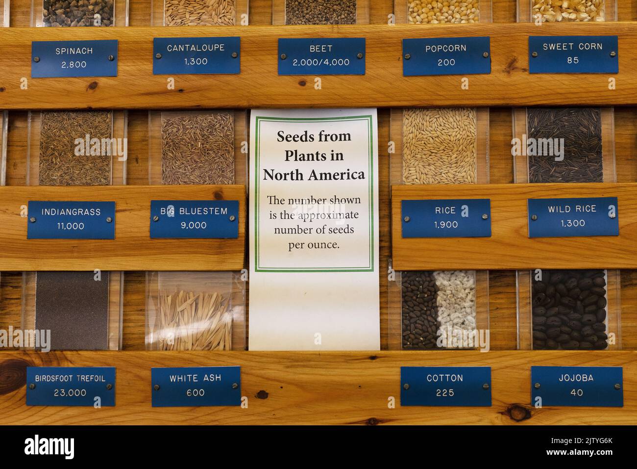 Ein Samen aus Nordamerika zeigt sich auf der Minnesota State Fair in St. Paul, Minnesota. Stockfoto