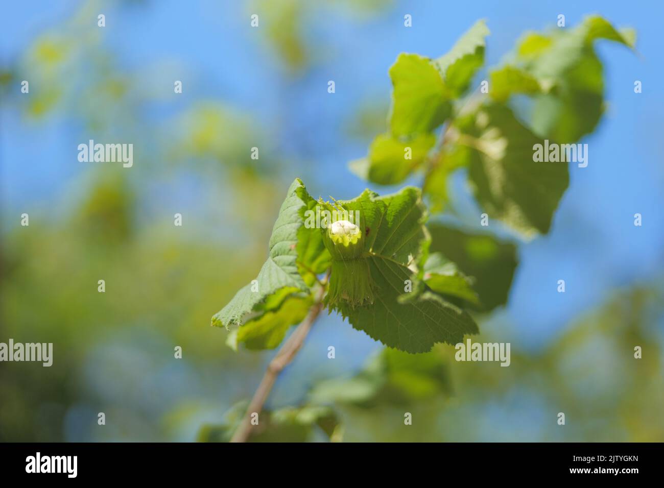 Nahaufnahme von Haselnuss auf einem Haselbaumzweig und Blue Sky im Hintergrund in Plitvice Lakes Stockfoto