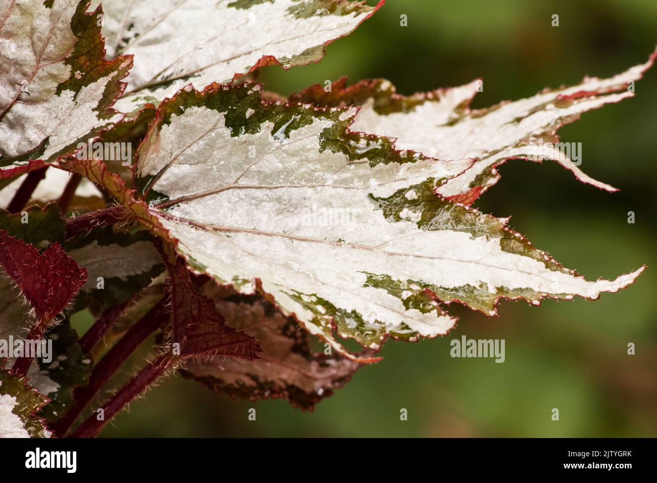 Begonia Rex auf natürlichem Hintergrund Stockfoto