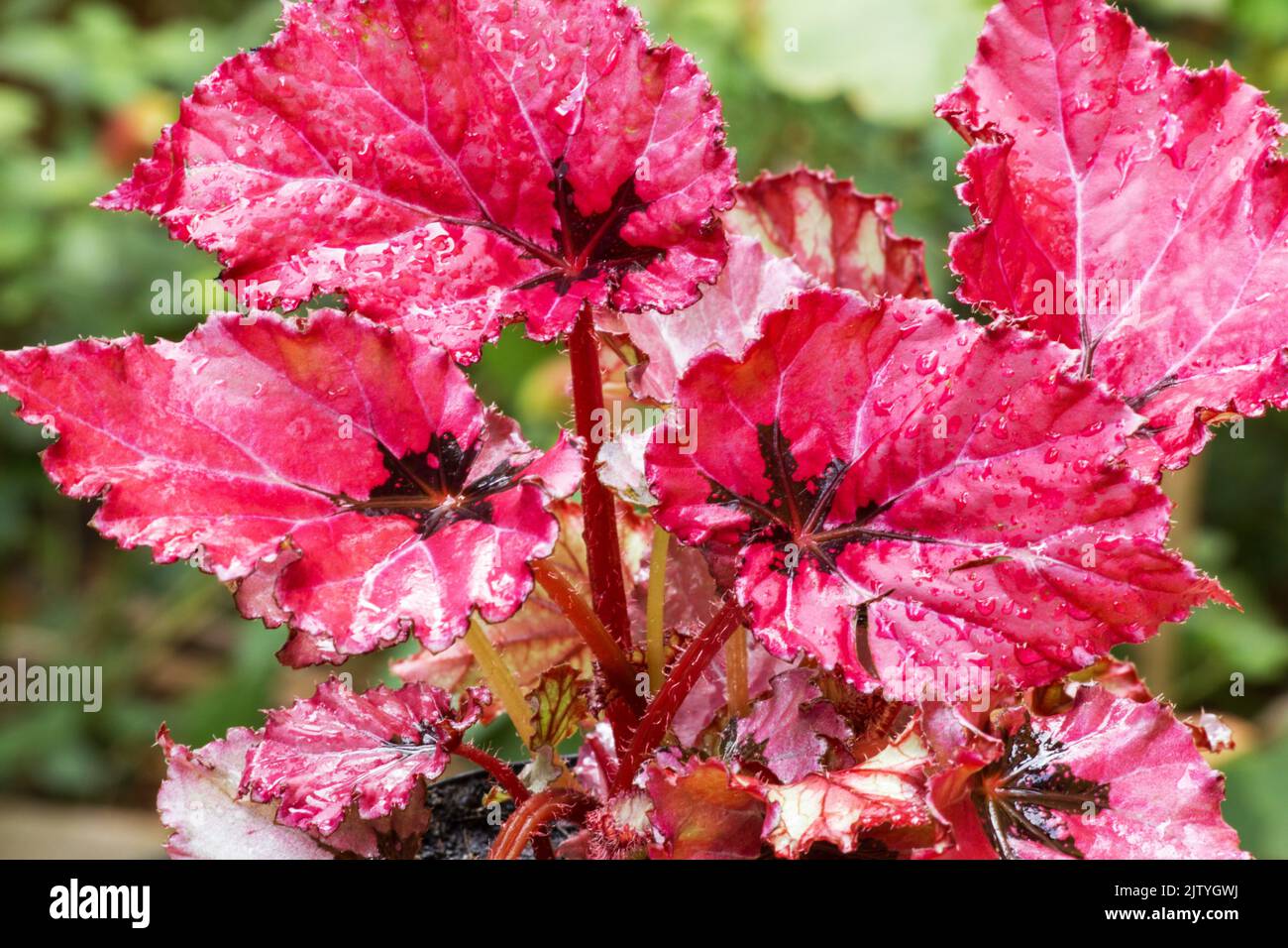 Red Bull Begonia auf natürlichem Hintergrund Stockfoto