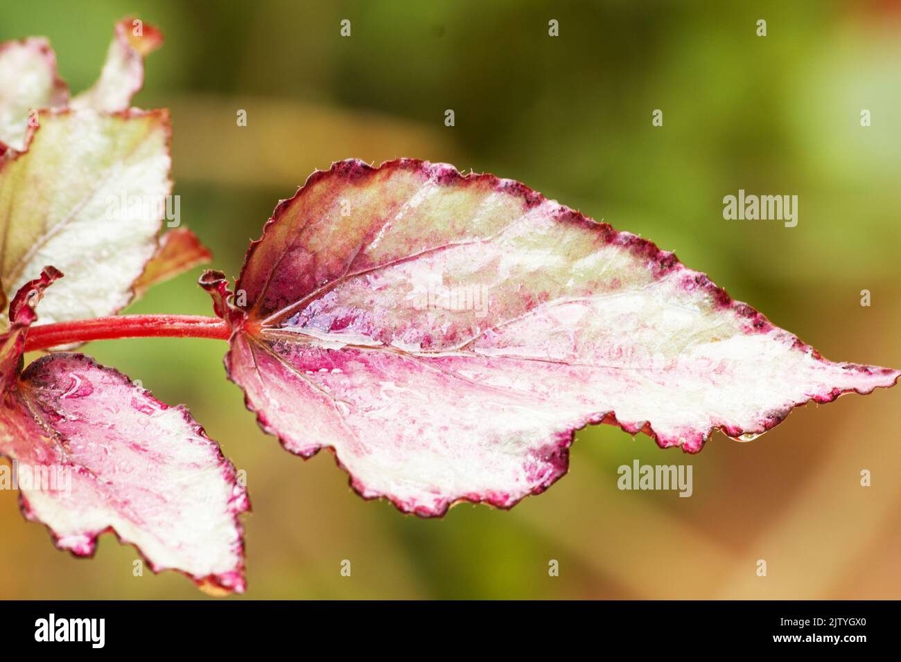 Begonia Rex auf natürlichem Hintergrund Stockfoto