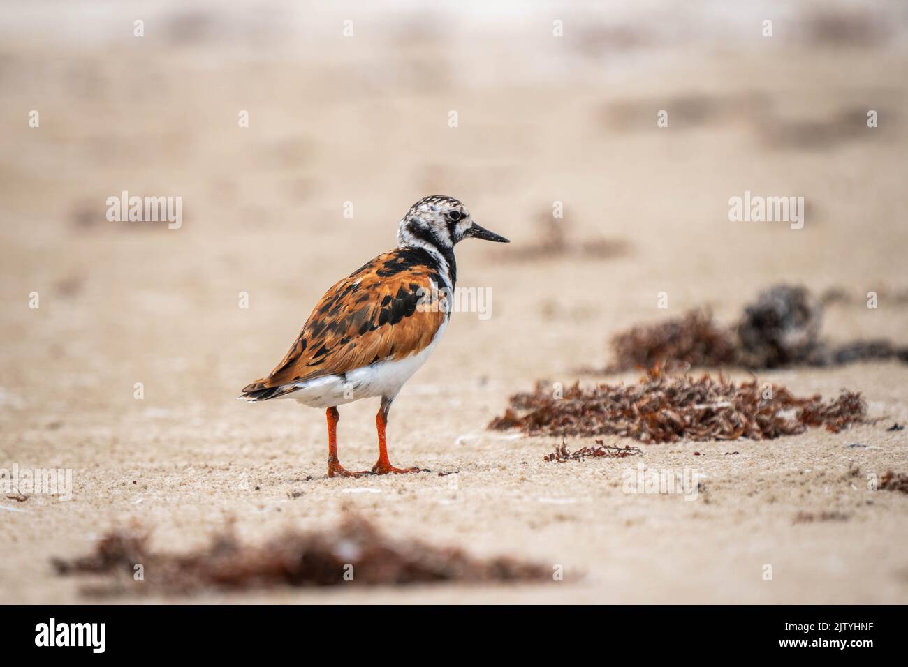 Ein Vogel am Strand in Texas Stockfoto