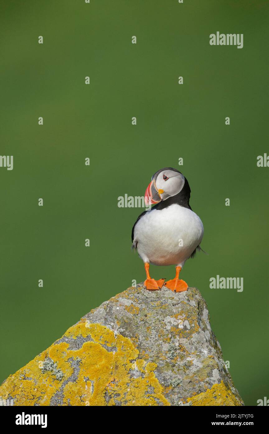 Atlantischer Papageitaucher (Fraterkula arctica) auf Flechten-bedeckten Felsen, Shiant Islands, Schottische Highlands, Großbritannien Stockfoto