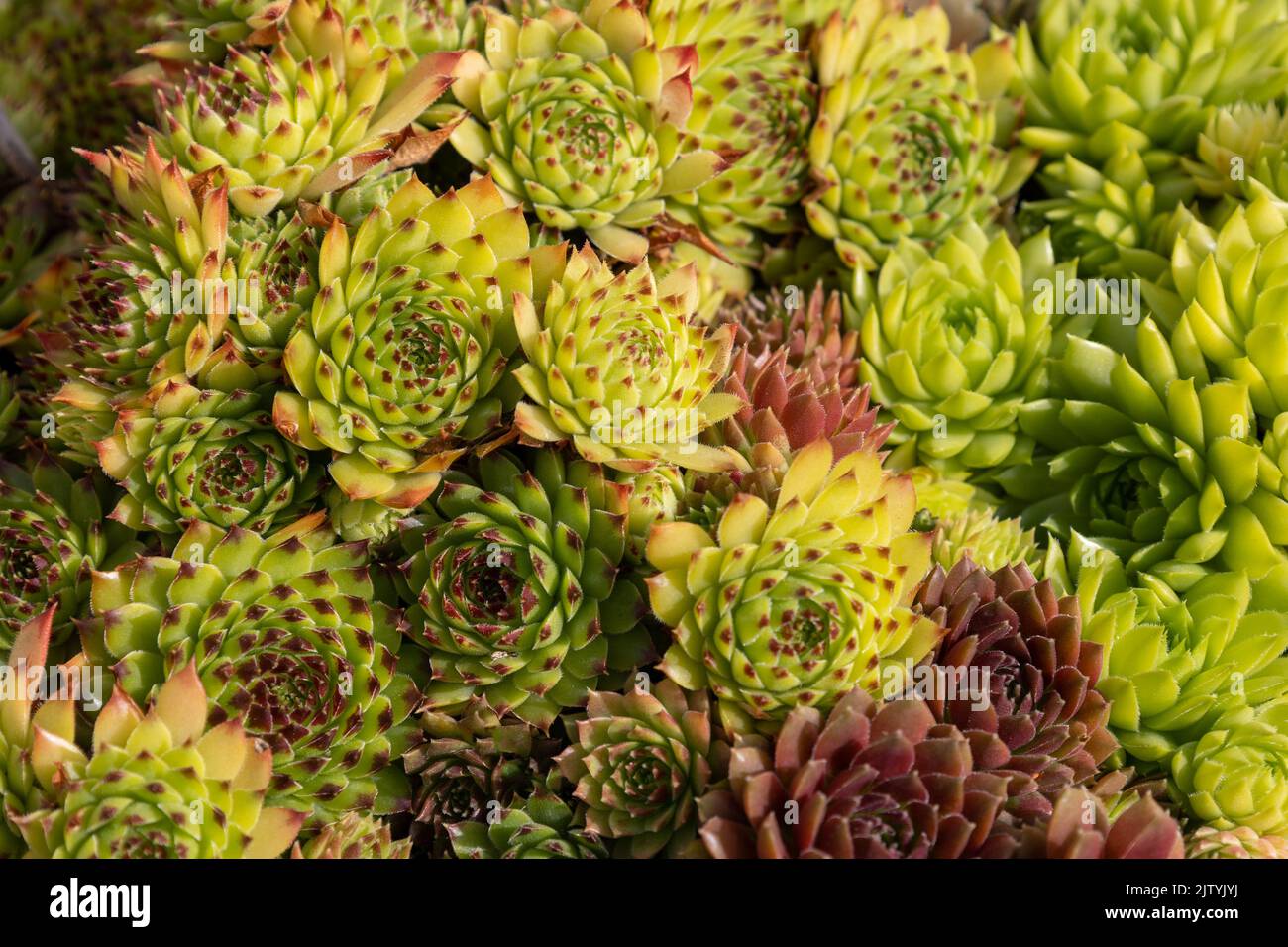 Sempervivum eine immergrüne Sukulente in der Familie der Sedum-Arten. Semper bedeutet immer und vivus bedeutet Leben, also ist der Name der Pflanze immer Leben ich Stockfoto