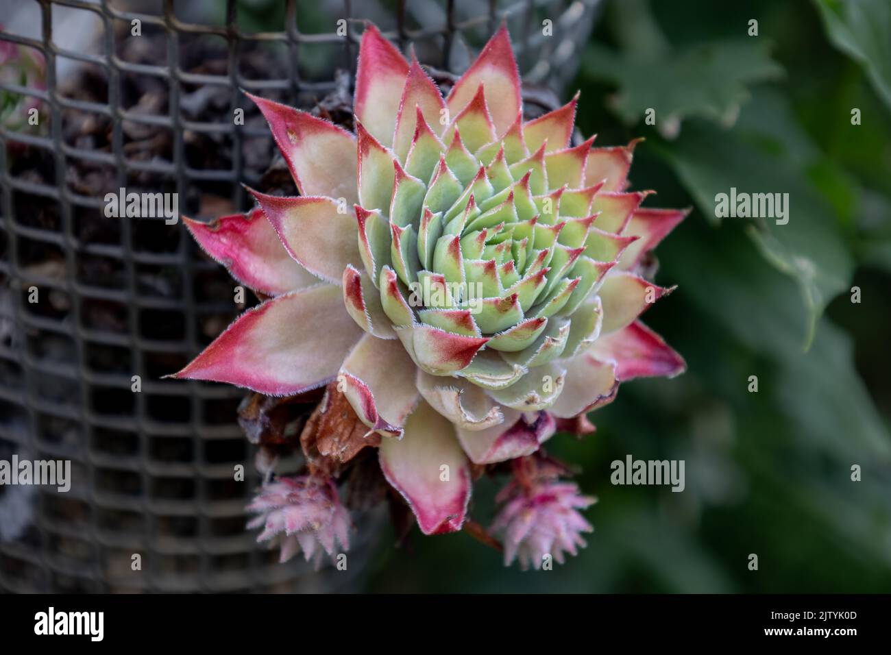 Sempervivum eine immergrüne Sukulente in der Familie der Sedum-Arten. Semper bedeutet immer und vivus bedeutet Leben, also ist der Name der Pflanze immer Leben ich Stockfoto