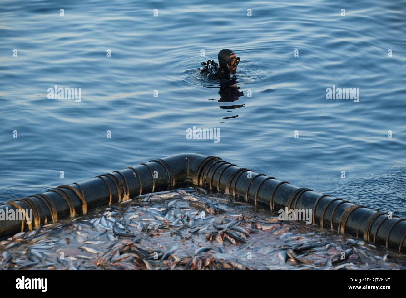 Xemxija, Malta. 1. September 2022. Ein Taucher hilft beim Füttern von Blauflossen-Thunfisch in Xemxija, Malta, 1. September 2022. Die Haltung des Roten Thunfischs spielt im Aquakultursektor Maltas eine wichtige Rolle. Quelle: Jonathan Borg/Xinhua/Alamy Live News Stockfoto