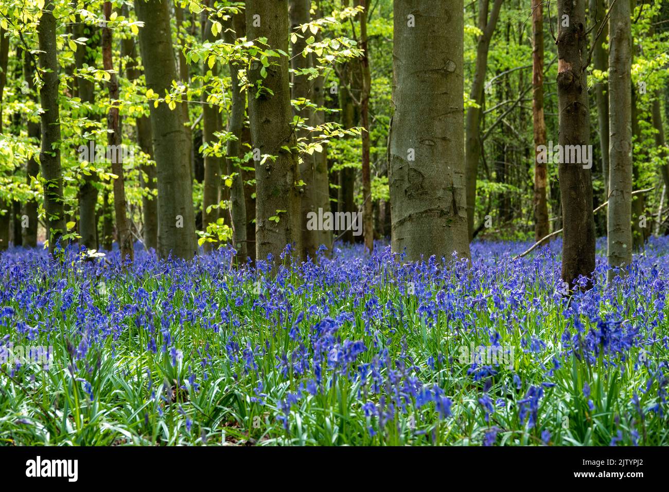 Teppich aus schönen Bluebells ein Symbol der Demut Beständigkeit Dankbarkeit und ewige Liebe unter den Bäumen in englischen Wäldern Stockfoto