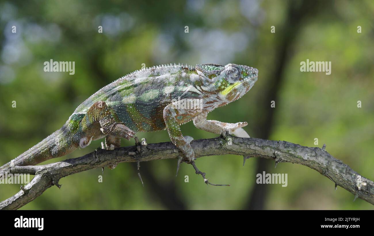 Chameleon sitzt auf einem Ast und schaut sich um. Panther-Chamäleon (Furcifer pardalis). Nahaufnahme Stockfoto