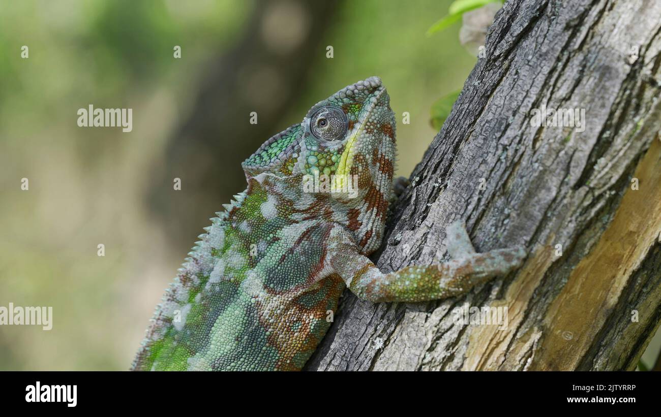Nahaufnahme, Chameleon sitzt auf Baumstamm beginnt seine alte Haut zu vergießen. Panther-Chamäleon (Furcifer pardalis) Stockfoto