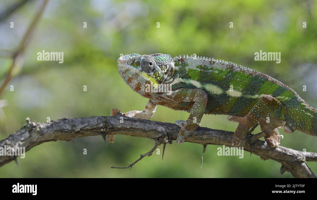 Chameleon sitzt auf einem Ast und schaut sich um. Panther-Chamäleon (Furcifer pardalis). Nahaufnahme. Stockfoto