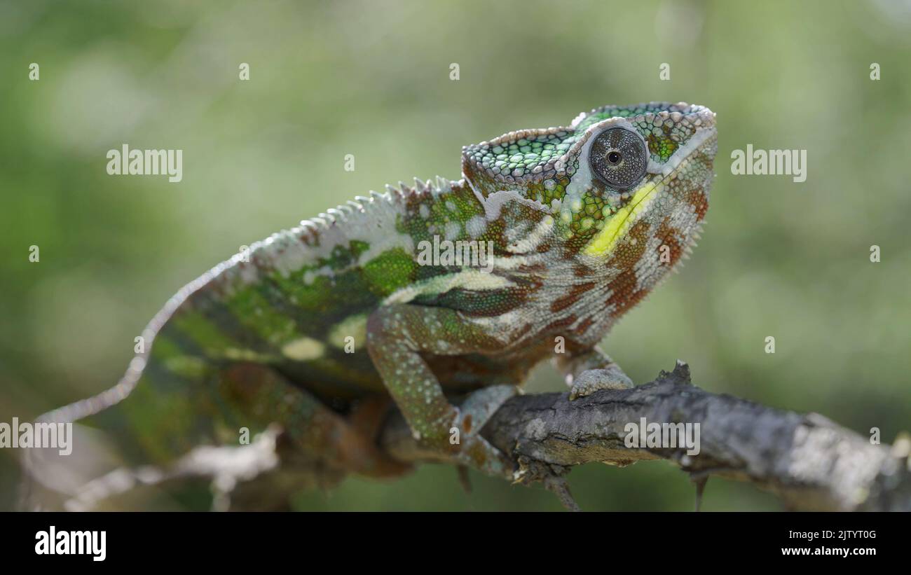 Nahaufnahme von Chameleon sitzt auf einem Ast und schaut sich um. Panther-Chamäleon (Furcifer pardalis) Stockfoto