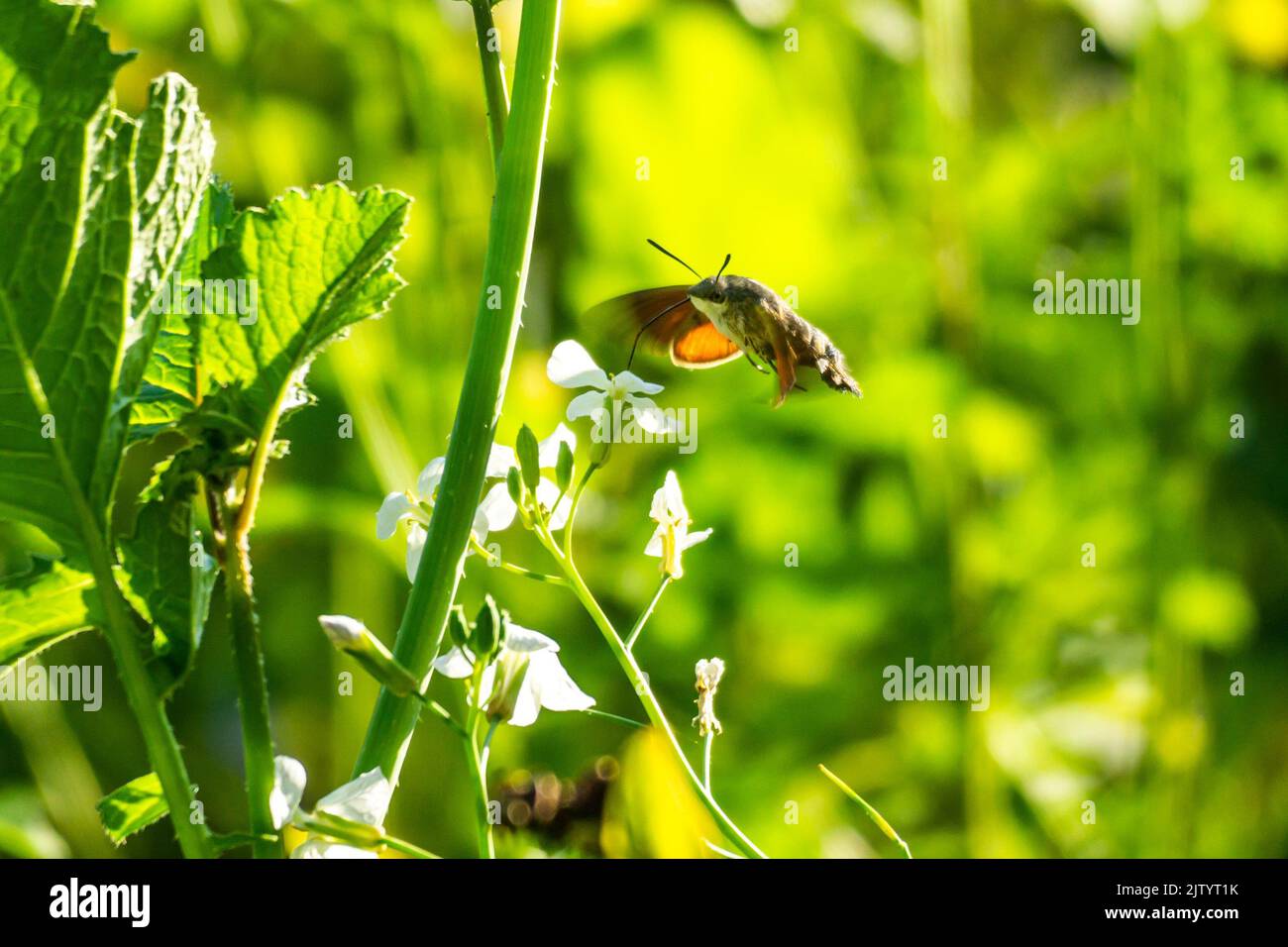 Nahaufnahme einer Kolibri-Motte, die sich von einer grünen Pflanze mit Nektar ernährt Stockfoto
