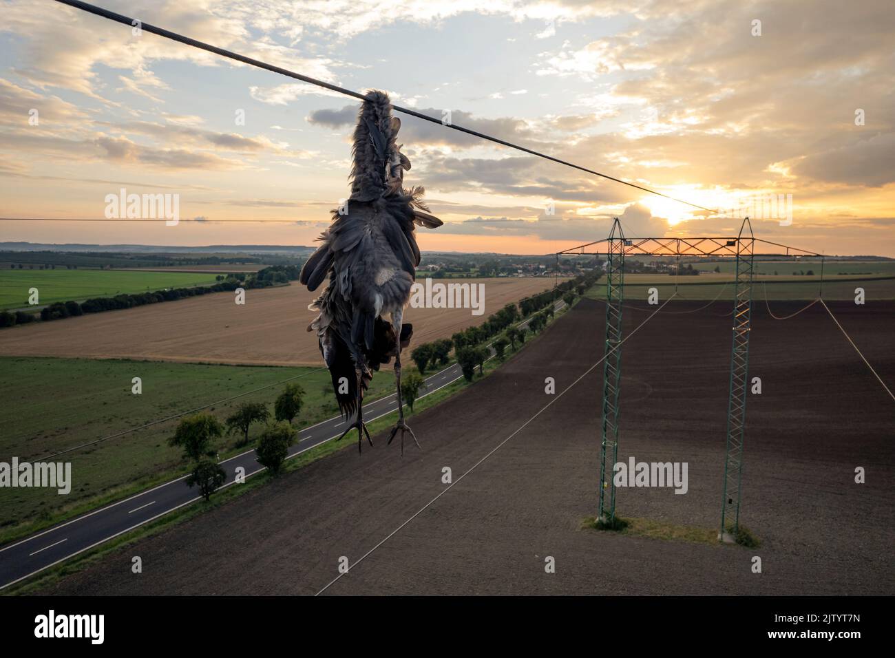 Nahaufnahme toter Reiher Vogel Graureiher (Ardea cinerea) nach Kollision mit Hochspannungsdraht, wo am Hals gehalten und noch unter ihm hängen. Traurige Szene Stockfoto