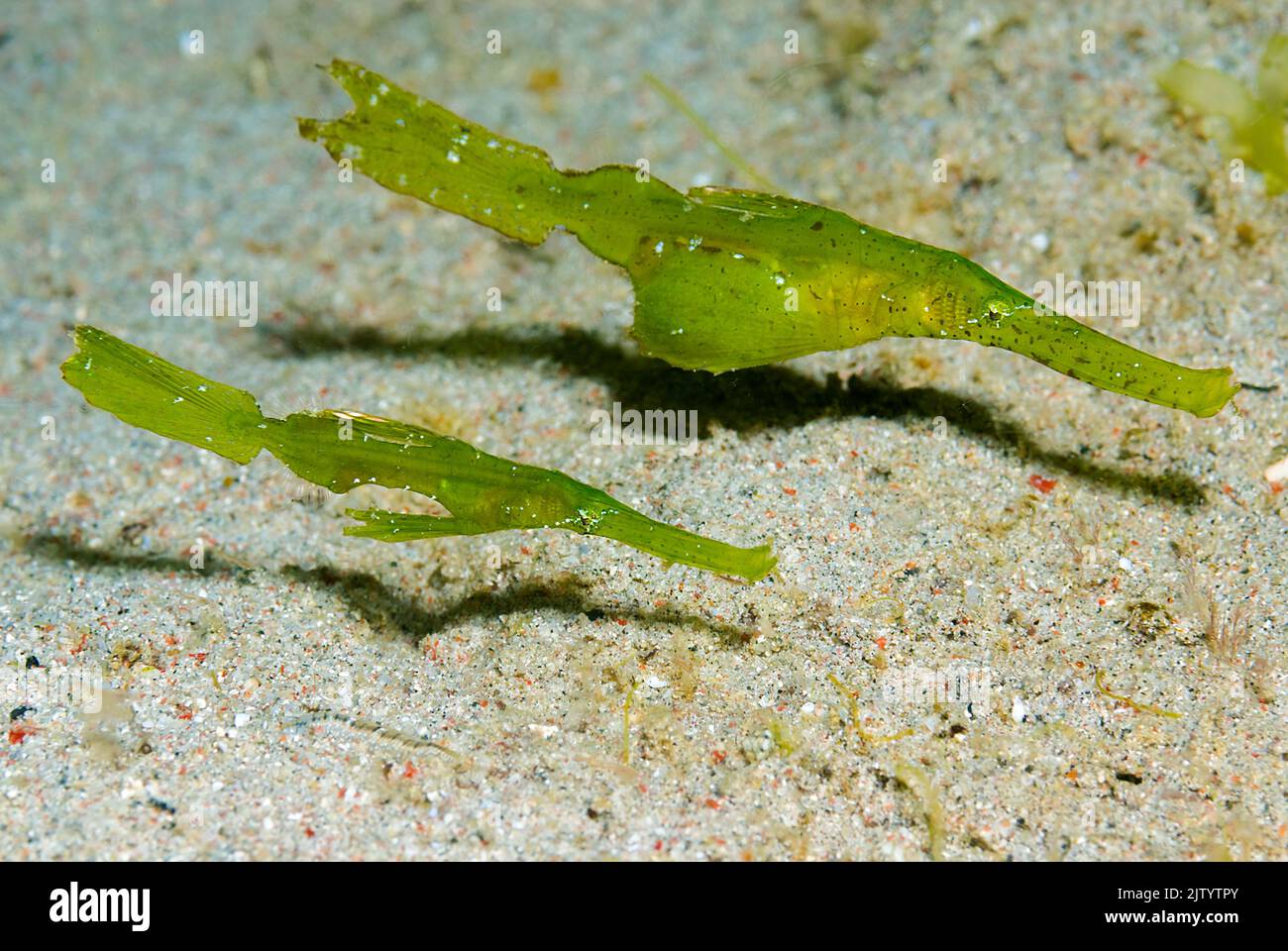Robuster Geisterpfeifenfisch (Solenostomus cyanopterus), Paar, Puerto Galera, Mindoro, Philippinen, Indopazifischer Ozean, Asien Stockfoto