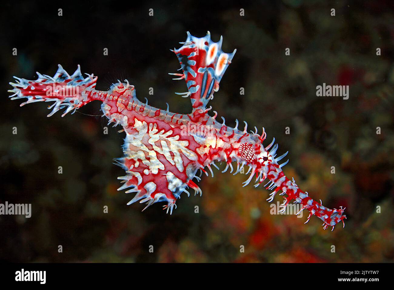 Verzierte Geisterpfeifenfische oder Harlekin-Geisterpfeifenfische (Solenostomus paradoxus), Ari-Atoll, Malediven, Indischer Ozean, Asien Stockfoto