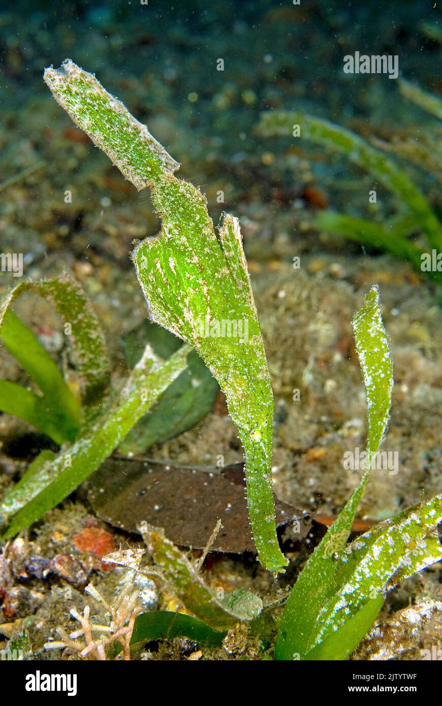 Robuster Geisterpfeifenfisch (Solenostomus cyanopterus), Puerto Galera, Mindoro, Philippinen, Indo-Pazifischer Ozean, Asien Stockfoto