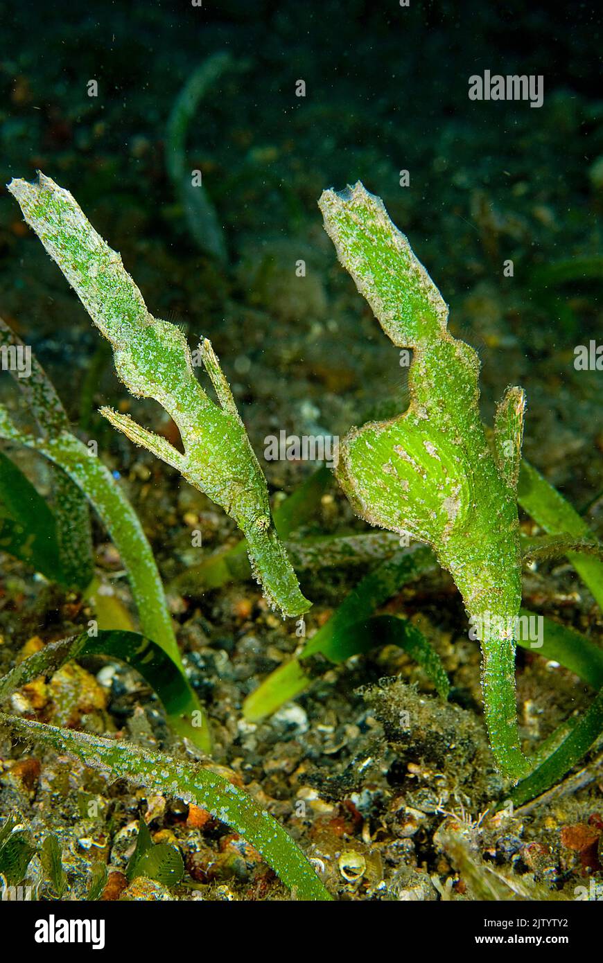 Robuster Geisterpfeifenfisch (Solenostomus cyanopterus), Paar, Puerto Galera, Mindoro, Philippinen, Indopazifischer Ozean, Asien Stockfoto