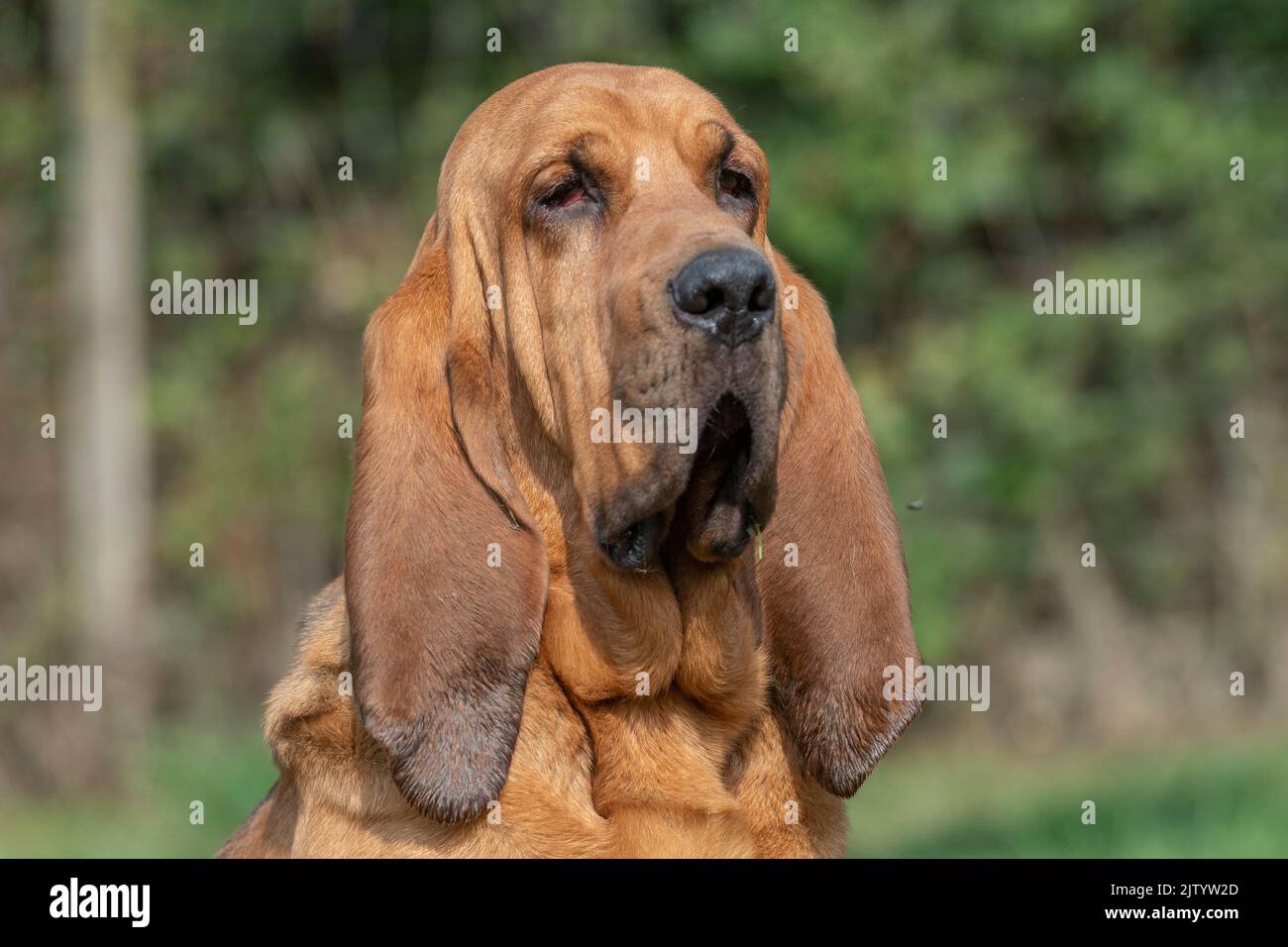 Bluthund-Kopf-Studie Stockfoto