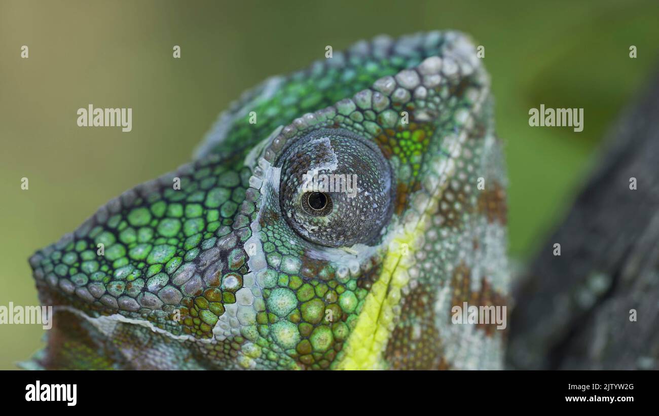 Сlose-up-Porträt von Chameleon dreht das Auge, das während der Mausung umschaut. Panther-Chamäleon (Furcifer pardalis). Stockfoto